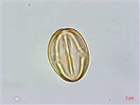 連翹、黃海棠、湖南連翹藏品圖，第3張