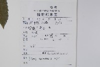 鹽膚木藏品圖，第2張