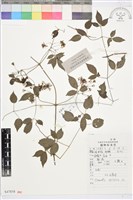 女萎藏品圖，第1張