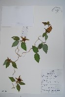 羊乳、四葉參藏品圖，第1張