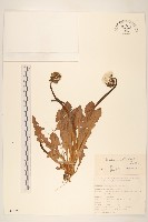 大頭蒲公英藏品圖，第1張