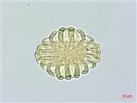 黃花遠志藏品圖，第2張