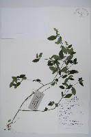 爵床、六角英藏品圖，第1張