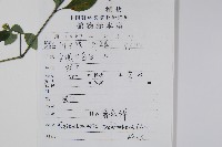 爵床、六角英藏品圖，第2張