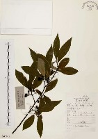 山胡椒藏品圖，第1張