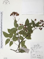 灰色木藍藏品圖，第1張