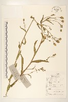 毛蓮菜藏品圖，第1張