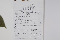 八角楓藏品圖，第2張