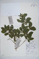 下江忍冬藏品圖，第1張