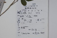 下江忍冬藏品圖，第2張