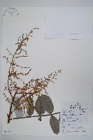 鹽膚木藏品圖，第1張