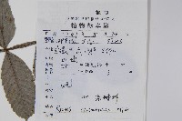 鹽膚木藏品圖，第2張