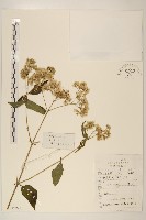 華澤蘭藏品圖，第1張