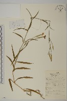 瞿麥藏品圖，第1張