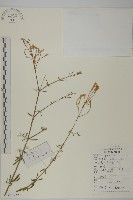 蠅子草藏品圖，第1張