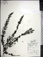 鐵掃帚、千里光藏品圖，第1張