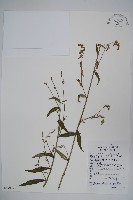 石沙參藏品圖，第1張