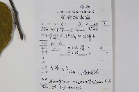 八角楓、瓜木藏品圖，第2張