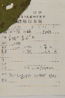 東風菜藏品圖，第2張