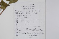 毛漆樹藏品圖，第2張