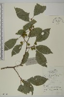 哥蘭葉藏品圖，第1張