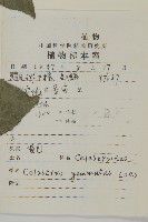 哥蘭葉藏品圖，第2張