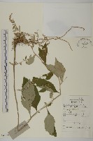 朝鮮艾蒿藏品圖，第1張