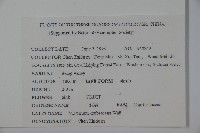 淡紅莢迷藏品圖，第2張