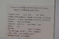 四川忍冬藏品圖，第2張