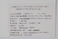 八角楓、瓜木藏品圖，第2張