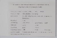 川榛藏品圖，第2張