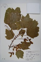 毛果槭藏品圖，第1張