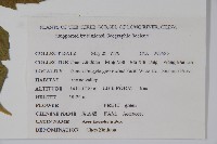 毛果槭藏品圖，第2張