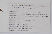 毛花槭藏品圖，第2張