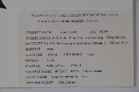 金花忍冬藏品圖，第2張