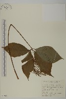寬葉金粟蘭藏品圖，第1張