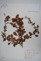 巴東小檗藏品圖，第1張