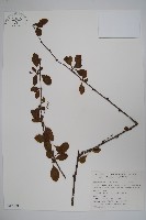 華西小蘗藏品圖，第1張