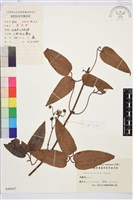 小木通藏品圖，第1張