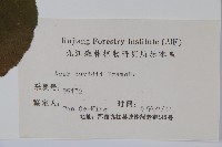 青榨槭藏品圖，第2張