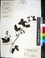 麥氏鐵線蓮藏品圖，第1張