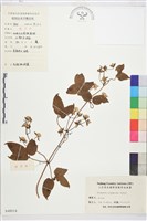 麥氏鐵線蓮藏品圖，第2張