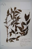 柳葉忍冬藏品圖，第1張