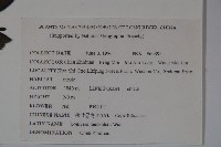 柳葉忍冬藏品圖，第2張