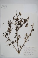 隴塞忍冬藏品圖，第1張