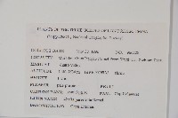 小葉六道木藏品圖，第2張