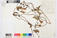 瓜葉烏頭藏品圖，第1張