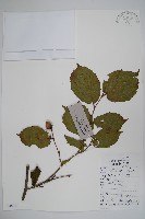 川榛藏品圖，第1張