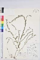 蜜柑草藏品圖，第1張