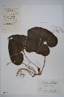 杜衡藏品圖，第1張